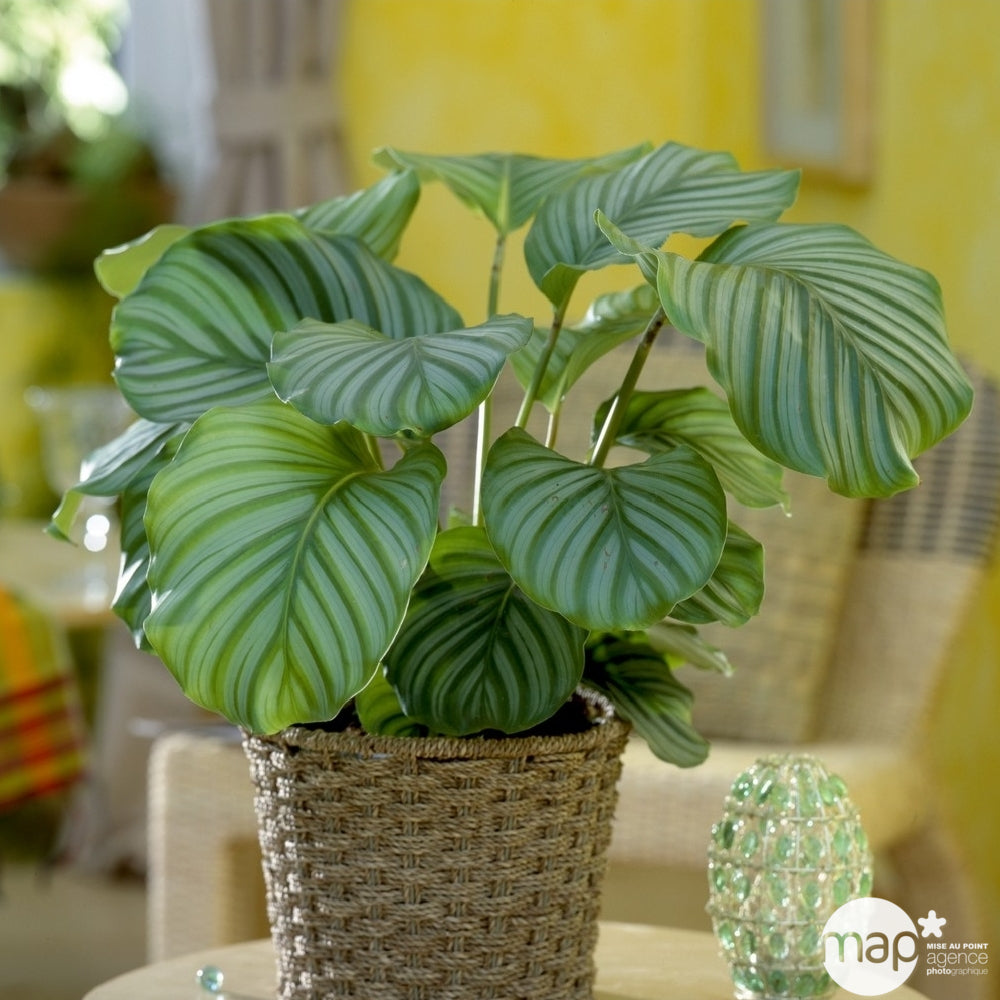  Calathéa : Plante Ø14cm Pot