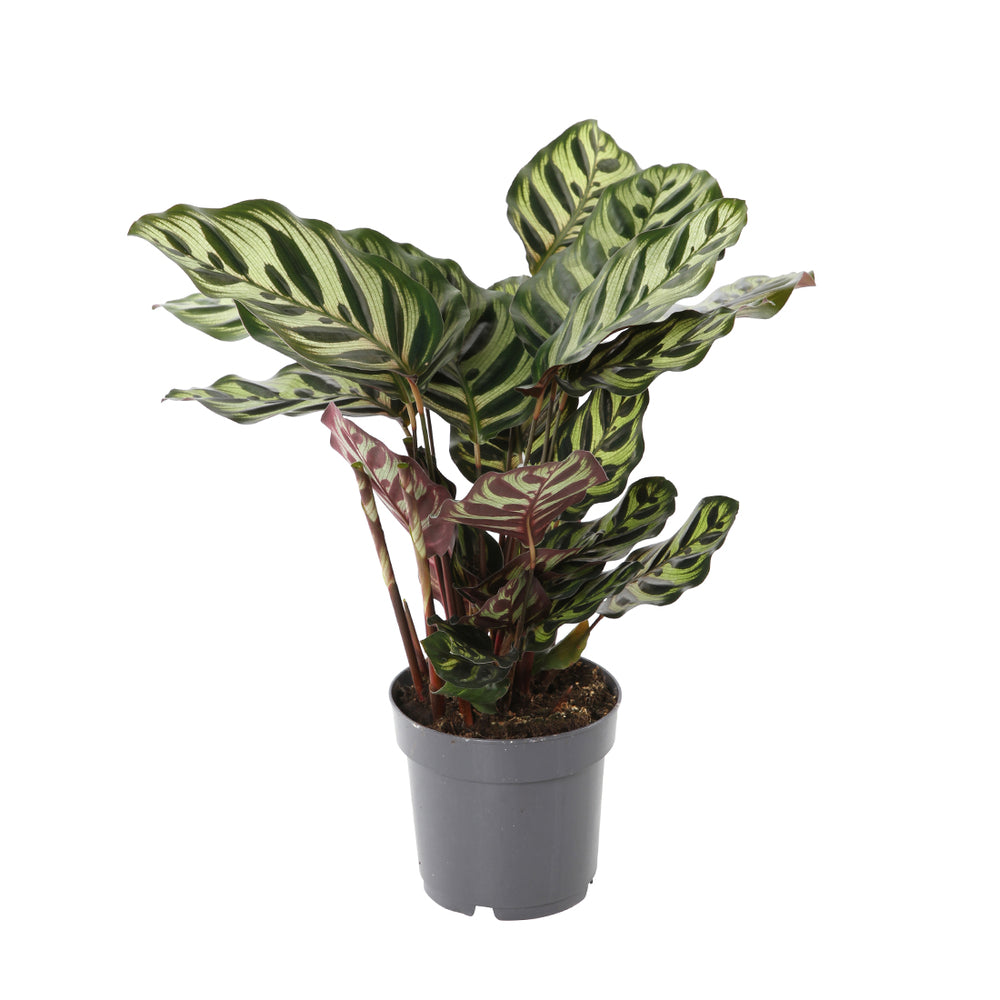  Calathéa : Plante Ø14cm Pot