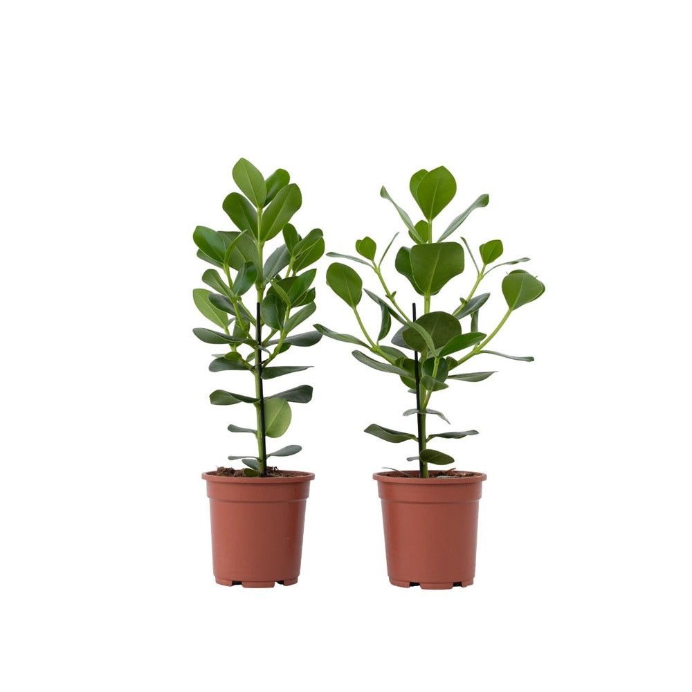  Pommier Baumier - Set De 2 - Clusia Rosea 'princess' - Hauteur 50-60cm - ⌀17cm
