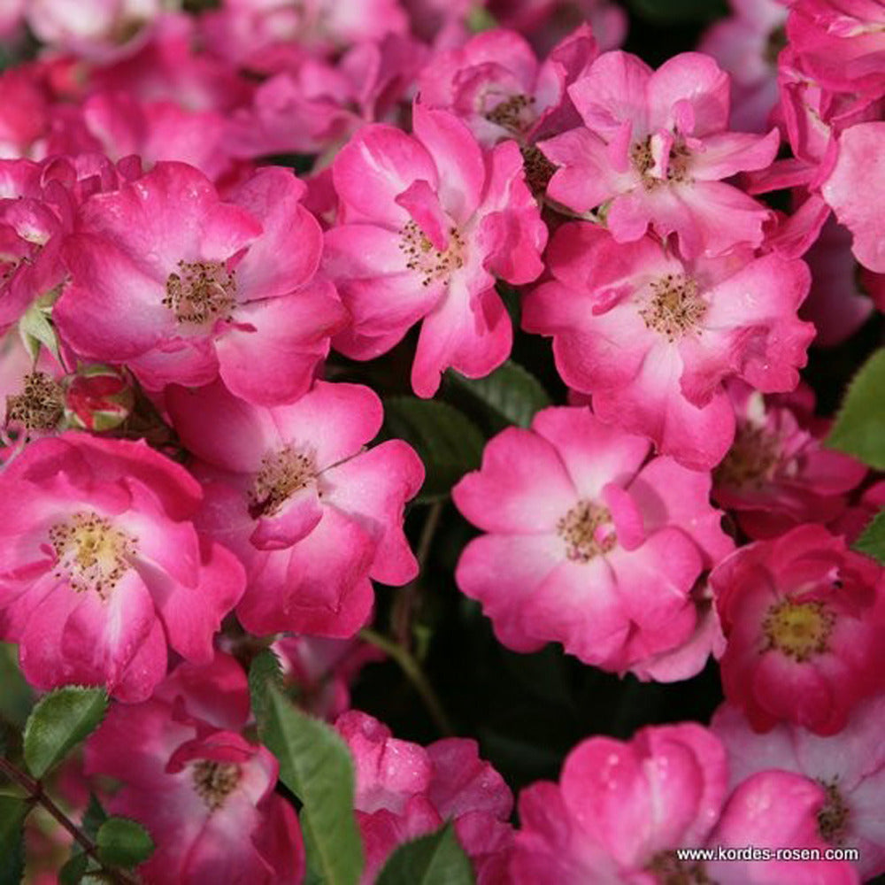  Kordes Nectar Rosier - Rosa 'lupo'®