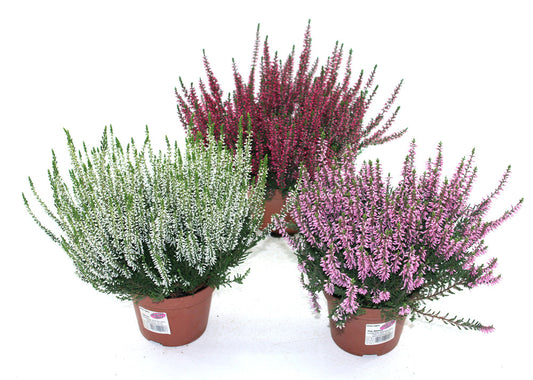  Bruyère Calluna Pot 13 Cm