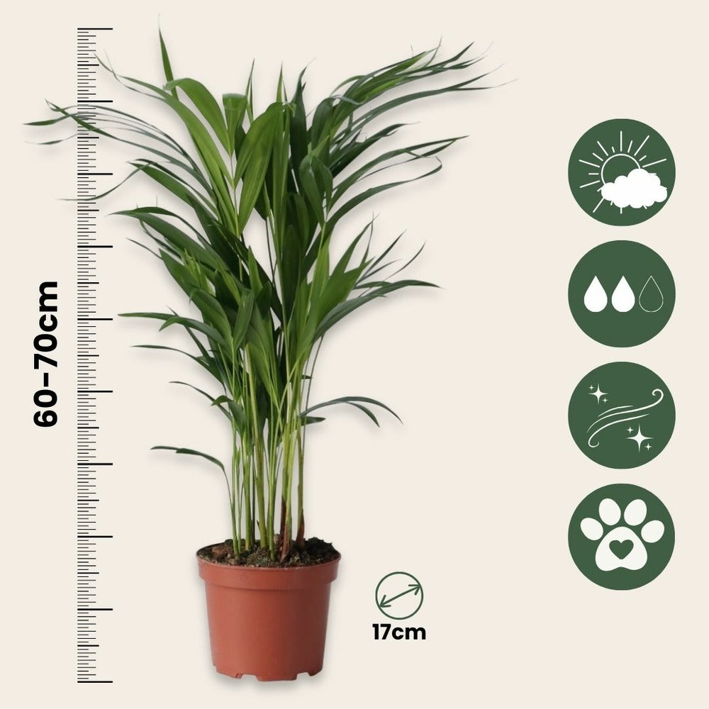  Palmier Areca - Set De 2 - Dypsis Lutescens - Hauteur 60-70cm - ⌀17cm