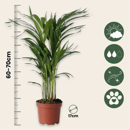  Palmier Areca - Set De 2 - Dypsis Lutescens - Hauteur 60-70cm - ⌀17cm