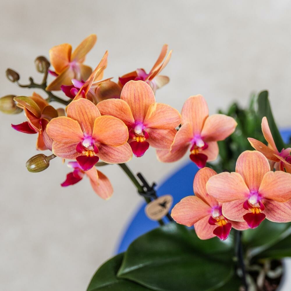  Kolibri Orchids Orchidée Orange Bolzano + Pot De Fleurs Star Fish - Taille Du Pot 9cm