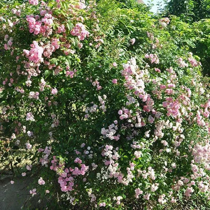  Rosier De Banks Rosea - Rosa Banksiae 3l - 60/90cm