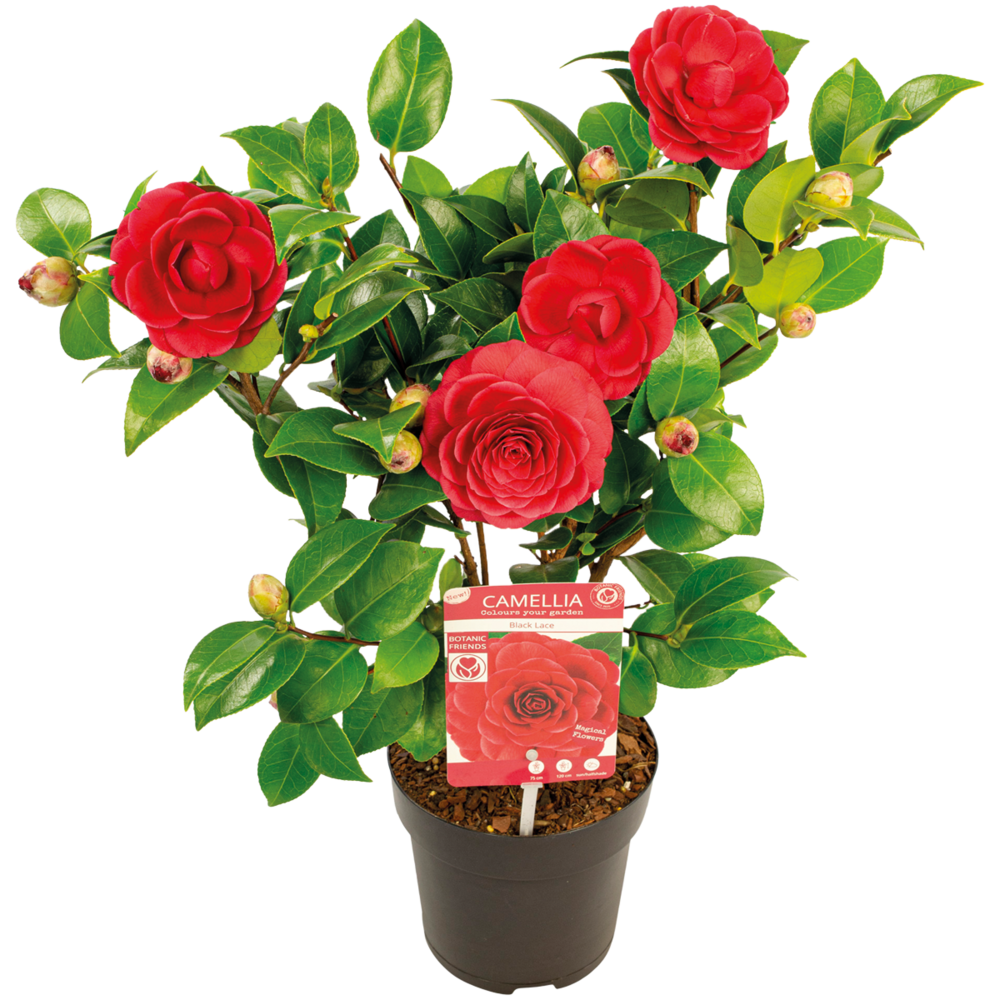  Camellia Japonica 'black Lace' - Rosier Du Japon - Buisson - Persistant - ⌀15 Cm - ↕30-35 Cm