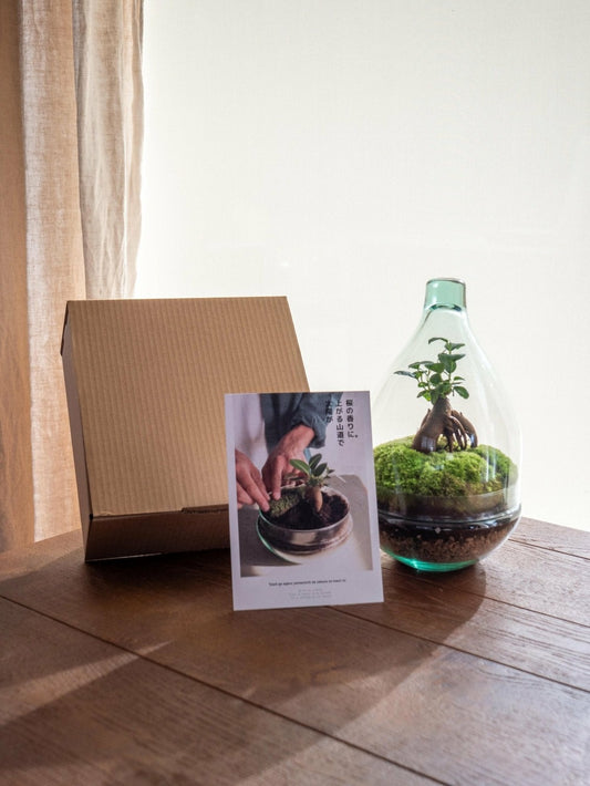  Kit Terrarium Diy - Cortica