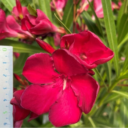  Laurier Rose 'emile Sahut' - Pot 7 L - H 100 Cm