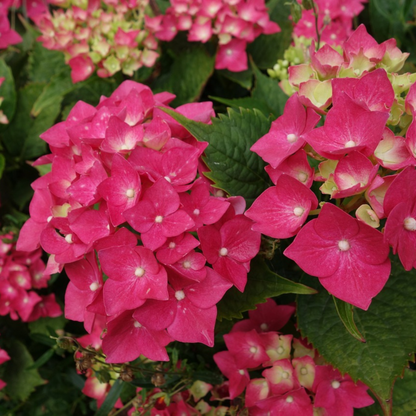  Hortensia - Set De 2 - Hydrangea Paniculata 'wim's Red' - H25-40cm - ⌀19cm