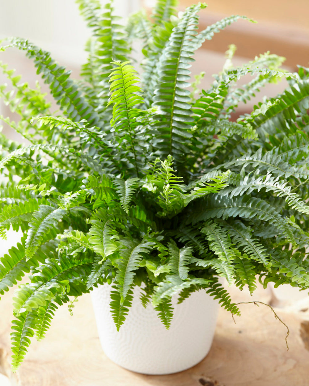  Nephrolepis Green Lady - Fougère De Boston - Plante D’intérieur - 20-30 Cm De Haut - Pot 12 Cm