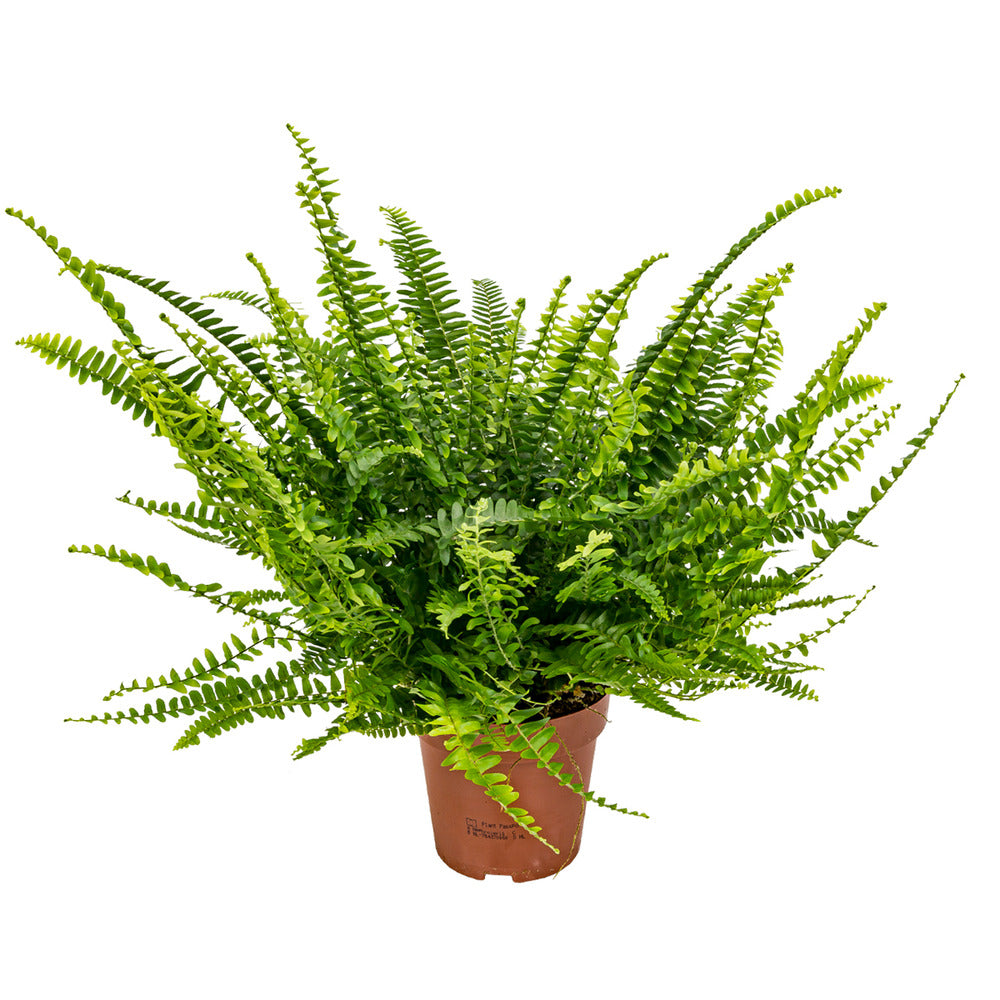  Nephrolepis Green Lady - Fougère De Boston - Plante D’intérieur - 20-30 Cm De Haut - Pot 12 Cm