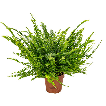  Nephrolepis Green Lady - Fougère De Boston - Plante D’intérieur - 20-30 Cm De Haut - Pot 12 Cm