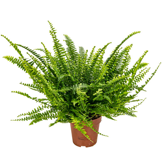  Nephrolepis Green Lady - Fougère De Boston - Plante D’intérieur - 20-30 Cm De Haut - Pot 12 Cm