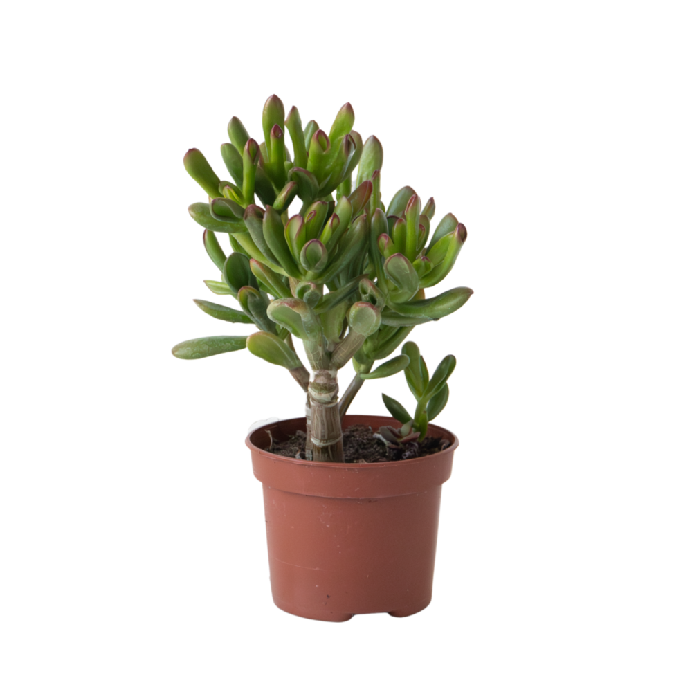  Plante De Jade - Crassula Ovata 'gollum' - Hauteur 15-25 Cm - Pot 12 Cm