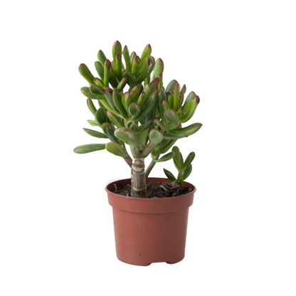  Plante De Jade - Crassula Ovata 'gollum' - Hauteur 15-25 Cm - Pot 12 Cm