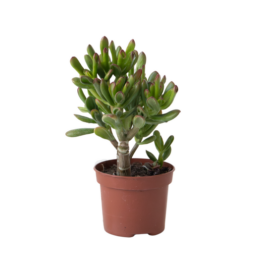  Plante De Jade - Crassula Ovata 'gollum' - Hauteur 15-25 Cm - Pot 12 Cm