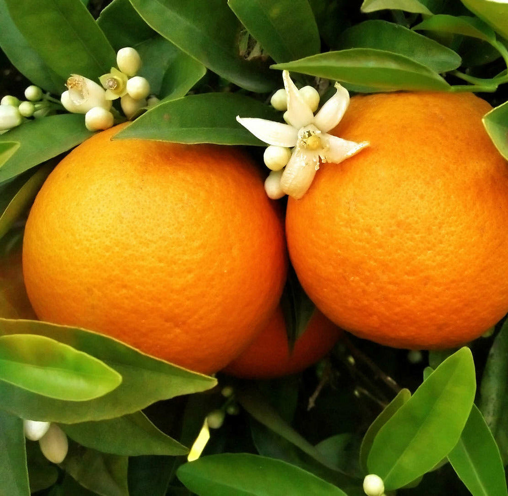  Citrus Sinensis Var. Washington Navel (oranger Hatif Sans Pépins) Pot De 9 Litres -140/160 Cm