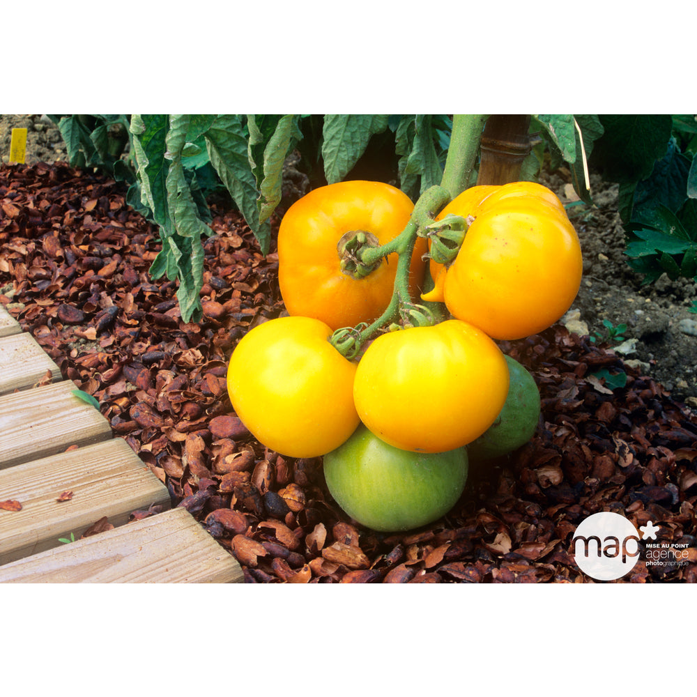  Plant De Tomate 'Lemon Boy' F1 : Pot De 0,5 Litre