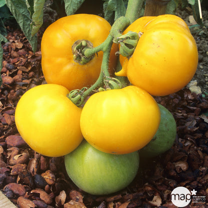  Plant De Tomate 'Lemon Boy' F1 : Pot De 0,5 Litre