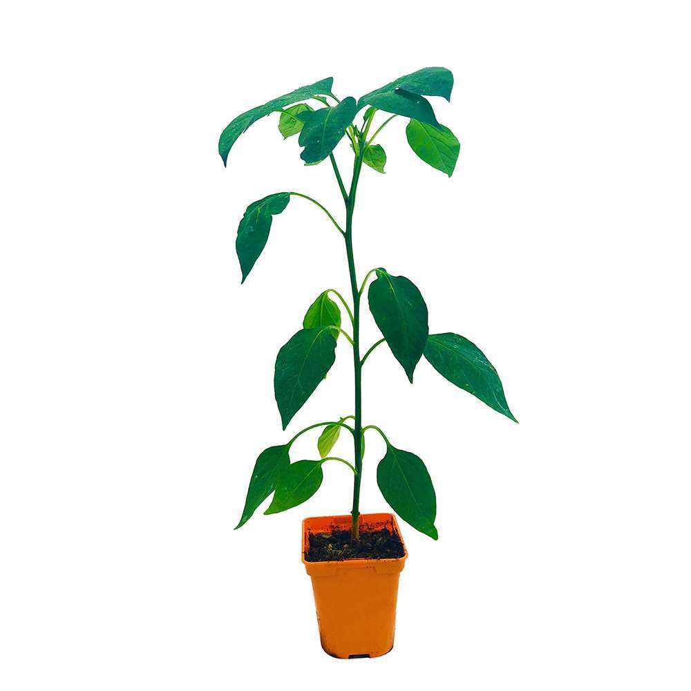  Plant De Piment 'Impala' F1 : Pot De 0,5 Litre
