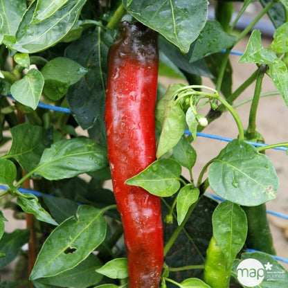 Plant De Piment 'Impala' F1 : Pot De 0,5 Litre