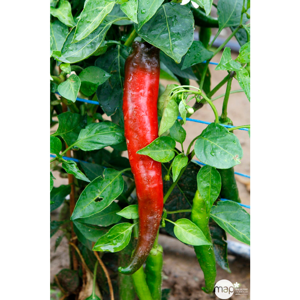  Plant De Piment 'Impala' F1 : Pot De 0,5 Litre