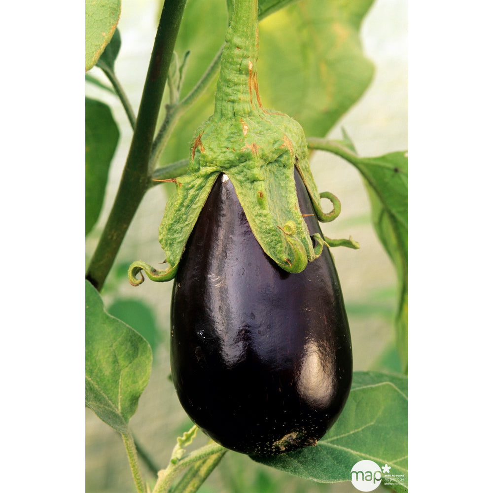  Plants D'aubergines 'Baluroi' F1 : Barquette De 3 Plants