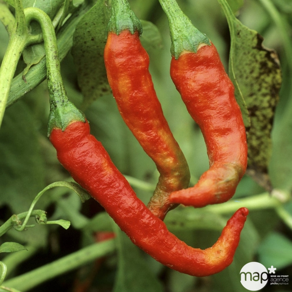  Plants De Piments De Cayenne : Barquette De 3 Plants
