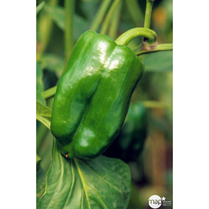  Plants De Poivrons 'Lamuyo' F1 : Barquette De 6 Plants