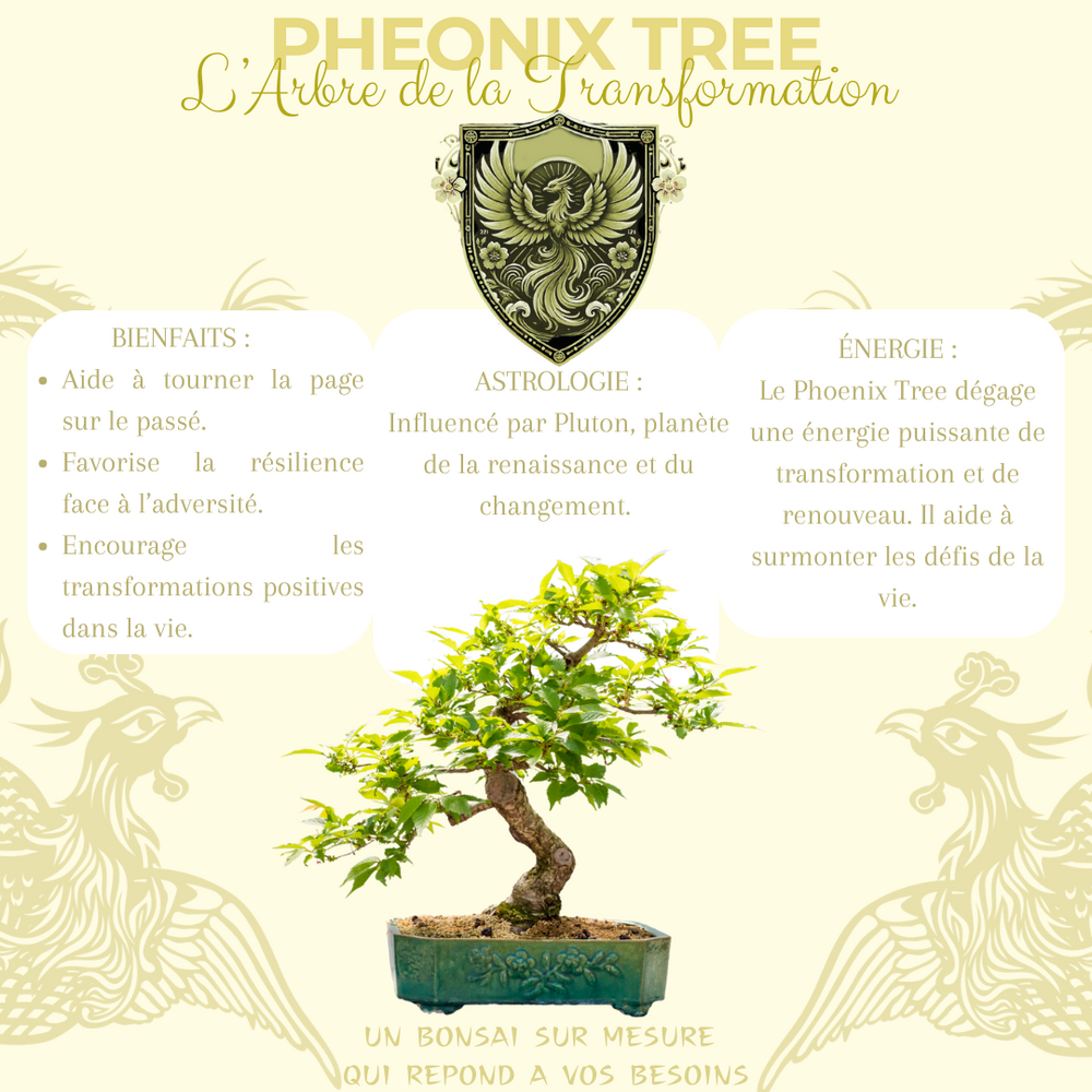  Cultivea- Kit First Bonsai Phoenix Tree Avec Accesoires