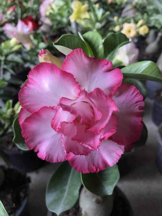 Adenium Obesum Cv.bonne Chance Couleur Floraison:blanc Et Rose - Caudex D'environ 300g 20/25cm