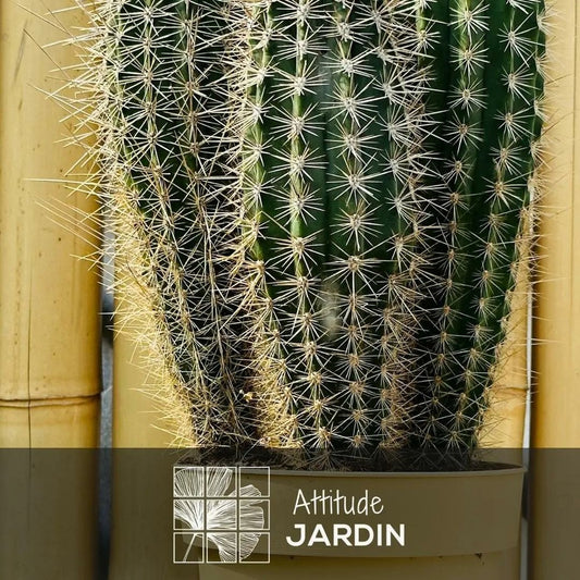  Cactus Pilosocereus Azureus - ↕ 40-50 Cm - ⌀ 17 Cm - Cactus Et Plantes Grasses