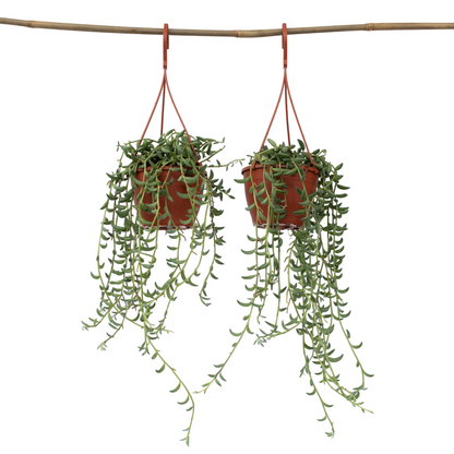  Collier De Perles - Set De 2 - Senecio Radicans - Hauteur 10-20cm - ⌀12cm