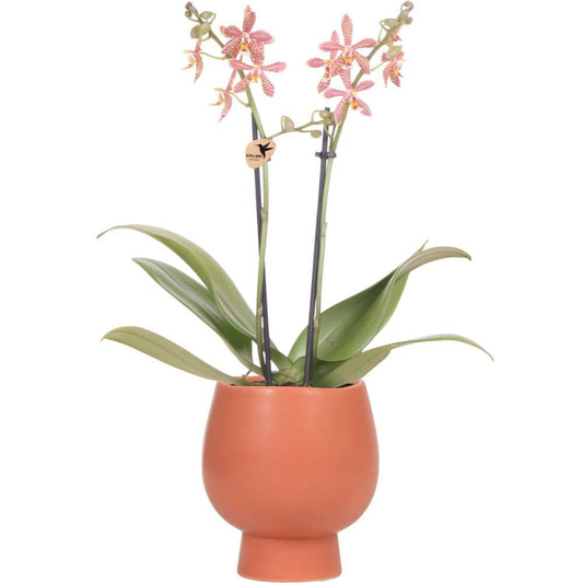  Orchidées Colibri - Orchidée Phalaenopsis Orange - Araignée En Terre Cuite Scandic - Taille Du Pot 9cm