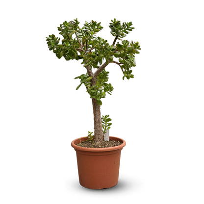  Crassula Ovata - Arbre De Jade - ↕ 80-90 Cm - ⌀ 30 Cm - Cactus Et Plantes Grasses
