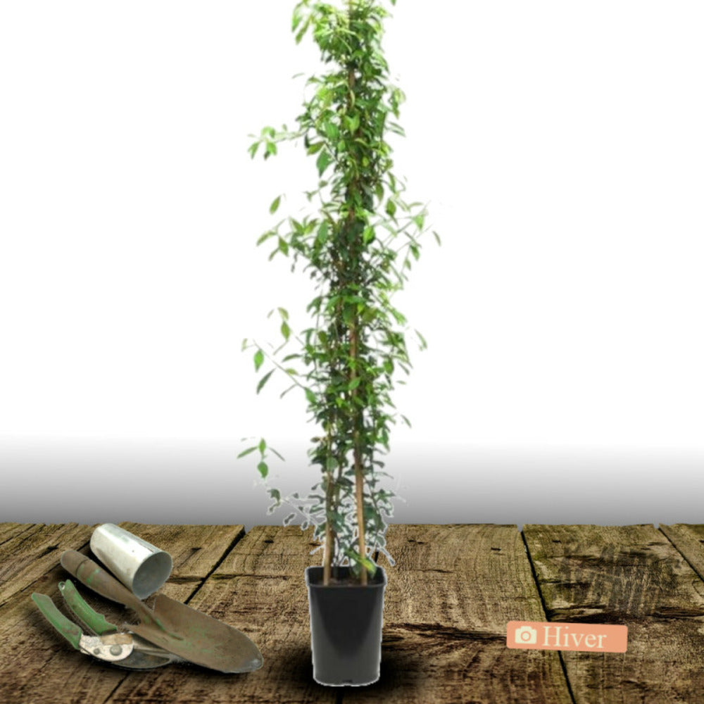  Jasmin étoilé/[-]pot De 6l - Tipi Bambou 90/150 Cm
