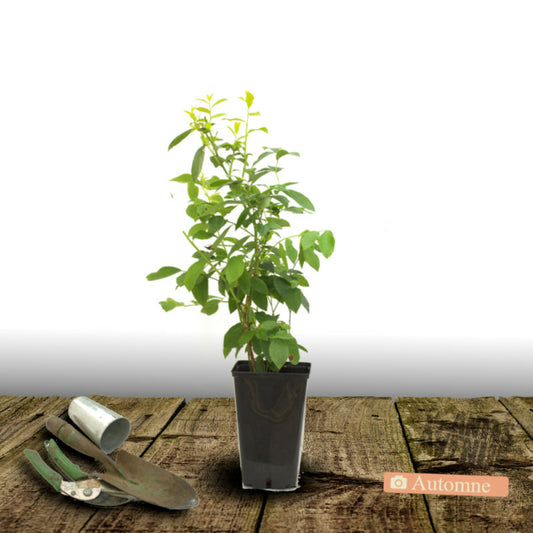  Myrtille Blue Crop/[-]pot De 5l - 40/80 Cm