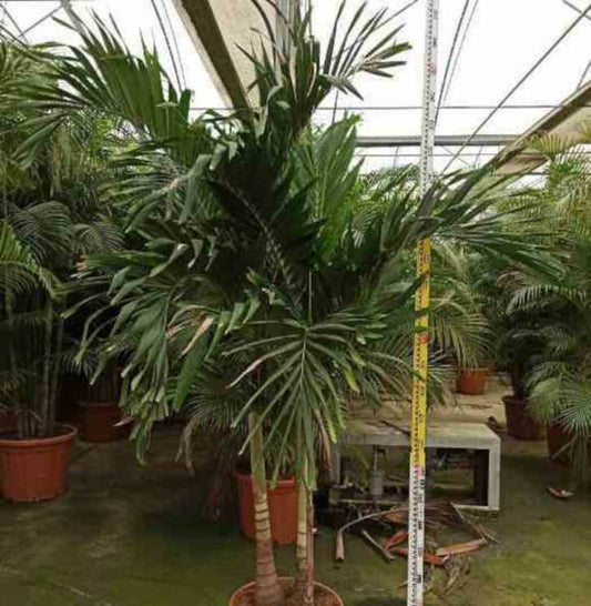  Adonidia Merrillii (veitchia Merrillii- Palmier De Manille) Spécimen Pot De 55l Tronc Unique 225-250cm