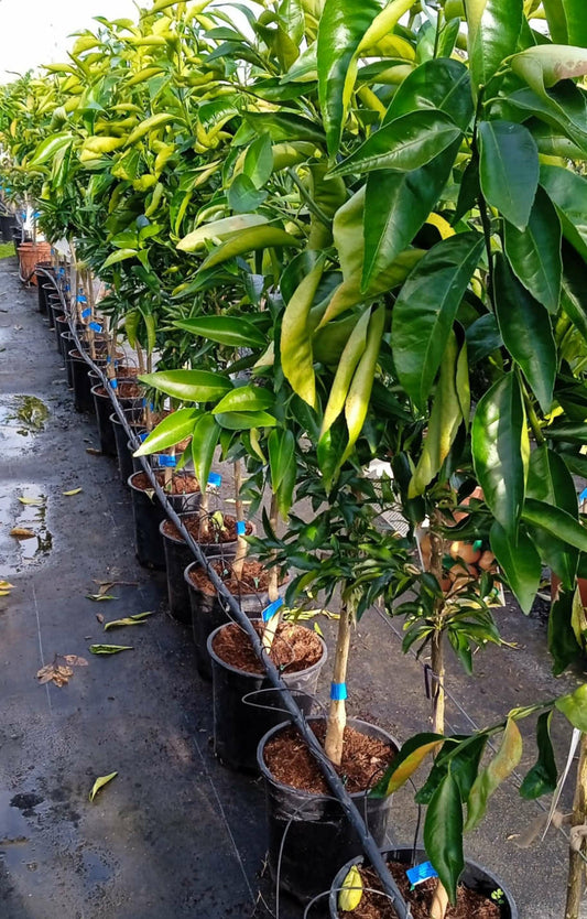 Citrus Sinensis Var.navelate (orange La Meilleure Tout Simplement) Pot De 9 Litres -140/160 Cm