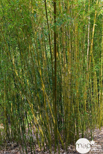 Bambou : Pot De 5 Litres