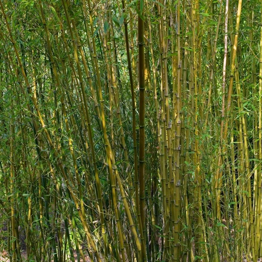  Bambou : Pot De 5 Litres