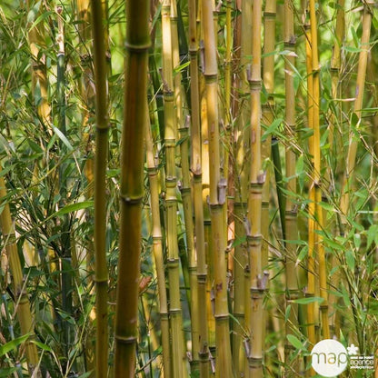  Bambou : Pot De 5 Litres