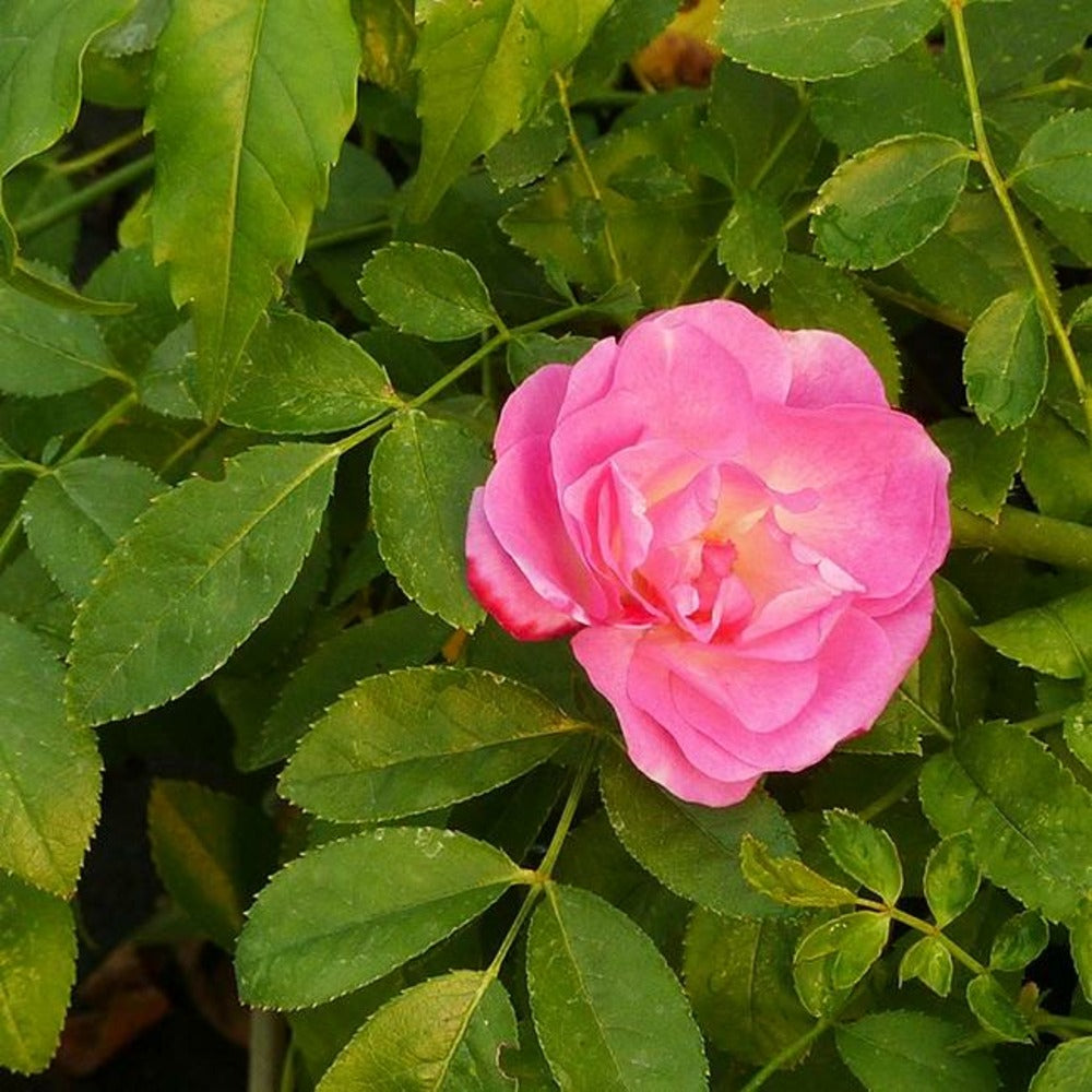  Rosier De Banks Rosea - Rosa Banksiae 3l - 60/90cm