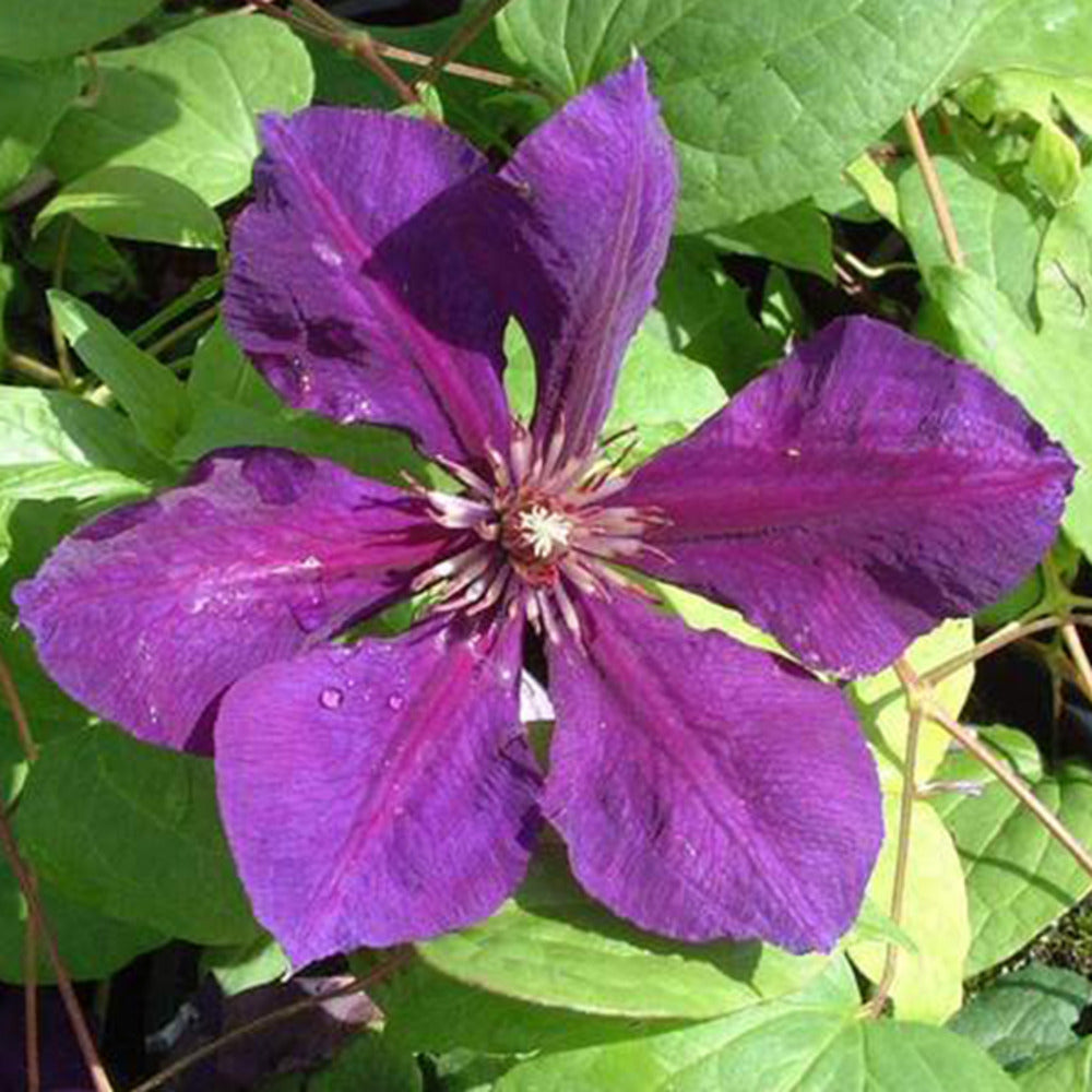  2 X Clématite 'gipsy Queen' - Clematis 'gipsy Queen' - 50-60 Cm Pot