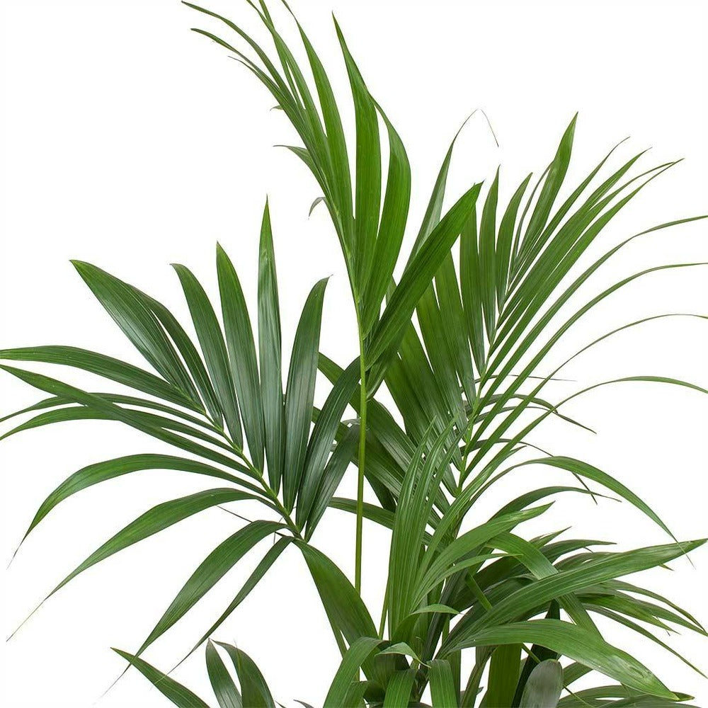  Palmier Kentia D'intérieur D19 H120cm Avec Cache-pot