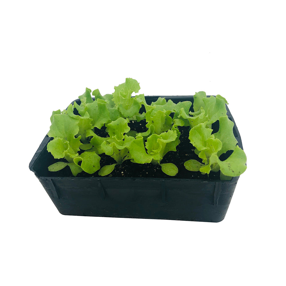  Plants De Batavia Dorée De Printemps : Barquette De 12 Plants