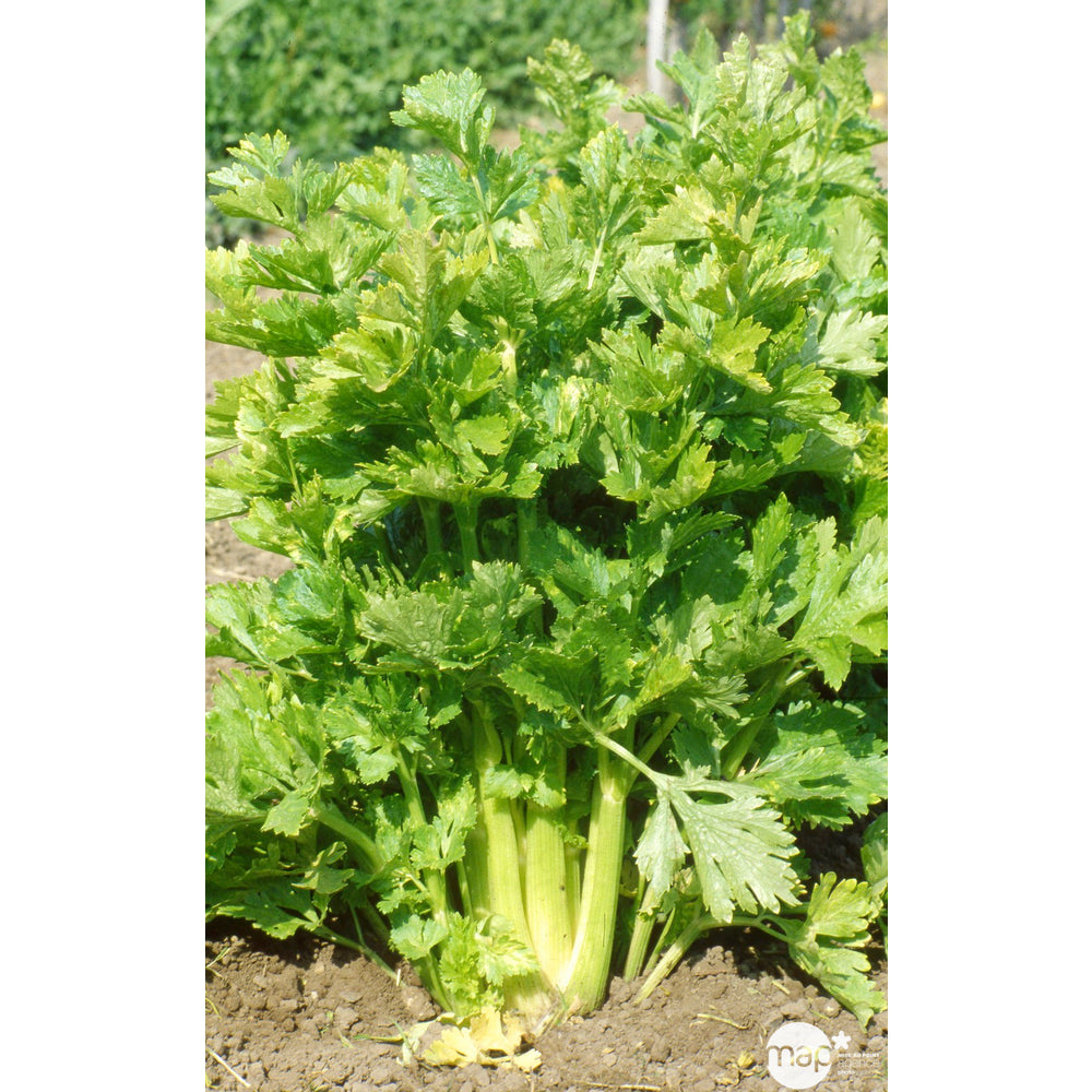  Plants De Céleris Branche Géant Doré : Barquette De 6 Plants