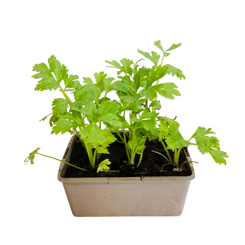  Plants De Céleris Branche Géant Doré : Barquette De 6 Plants