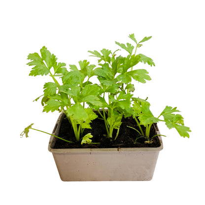  Plants De Céleris Branche Géant Doré : Barquette De 6 Plants
