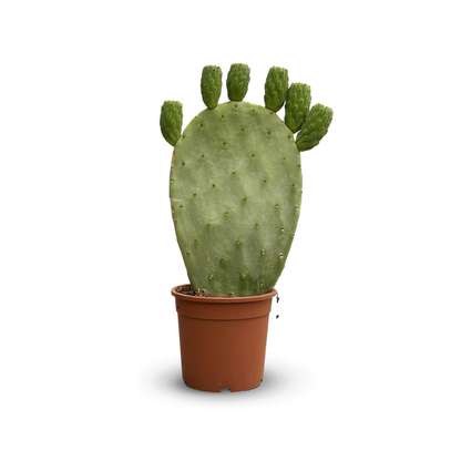  Opuntia - Cactus Raquettes - ↕ 40-50 Cm - ⌀ 17 Cm - Cactus Et Plantes Grasses